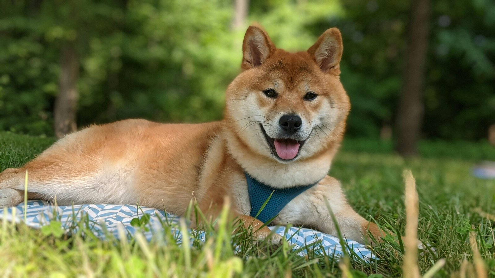 Shiba Inu