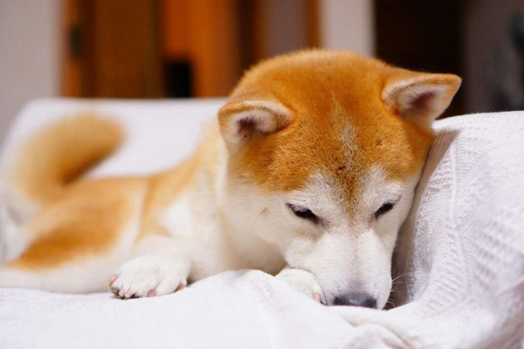 Filhotes de Shiba