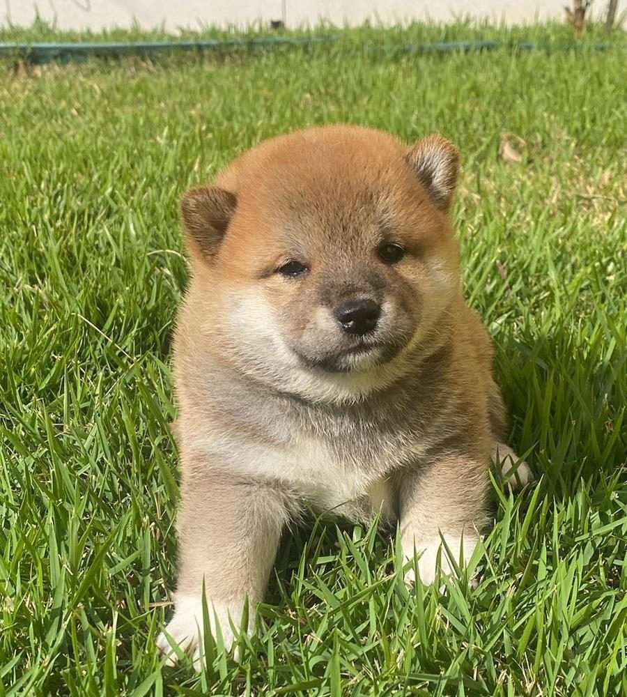 Filhote de Shiba
