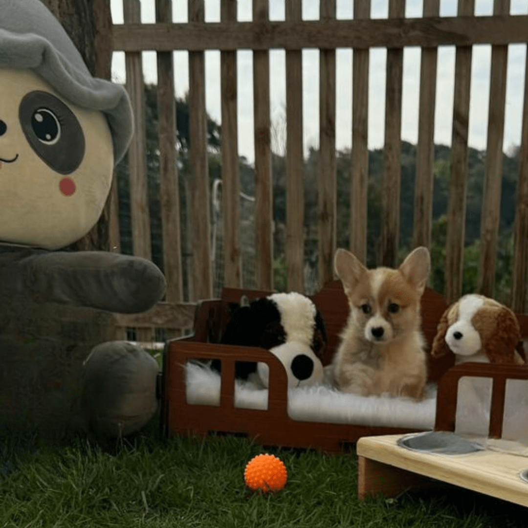 Corgi
